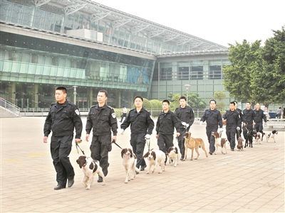 警队“汪星人”提前来拜年 警犬技术训练精