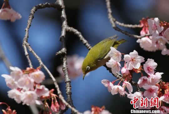日本樱花季：各地方政府出招引中国游客