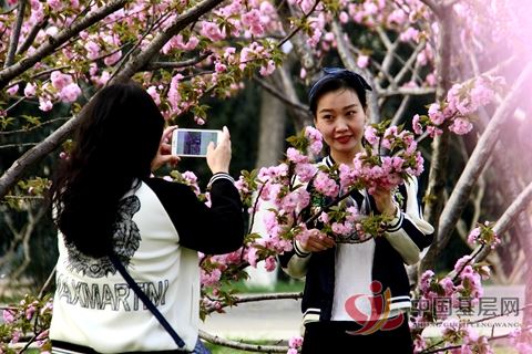 陈杰民摄影照片 樱花
