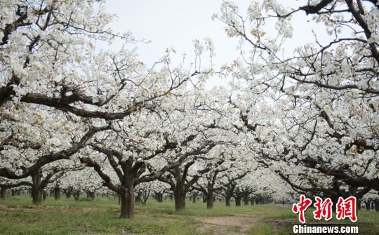 汉皇故里丰县十万亩梨花盛开忙碌果农成美丽风景
