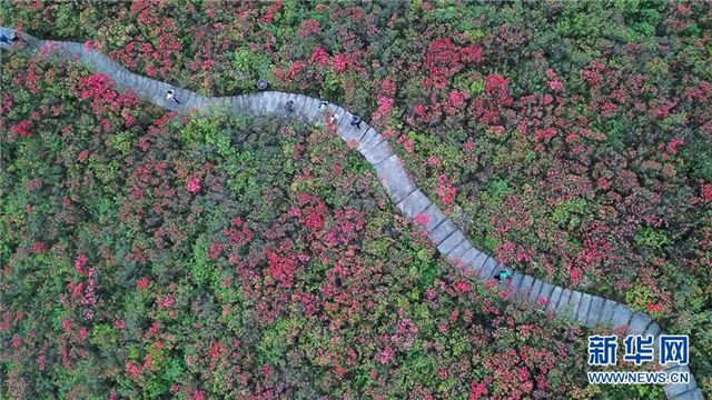 （春季美丽生态）（2）贵州丹寨：岭上开遍映山红