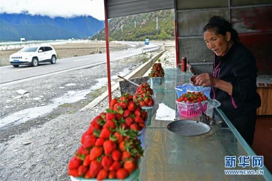 （经济）（3）西藏林芝：川藏公路旁的“甜蜜”产业