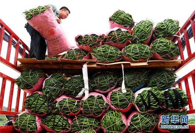 #（农业）（3）广西柳州：辣椒迎丰收