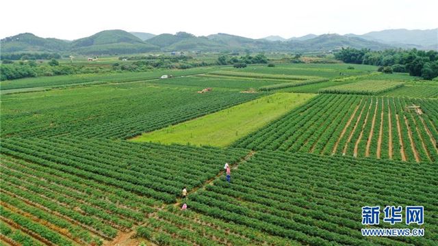 #（农业）（2）广西柳州：辣椒迎丰收