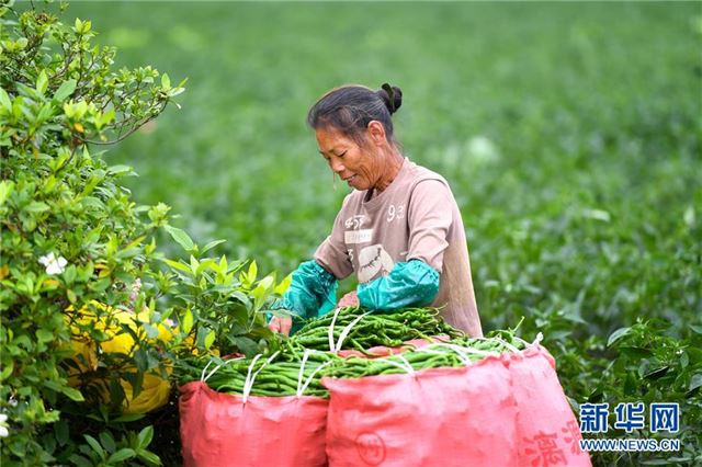 #（农业）（1）广西柳州：辣椒迎丰收