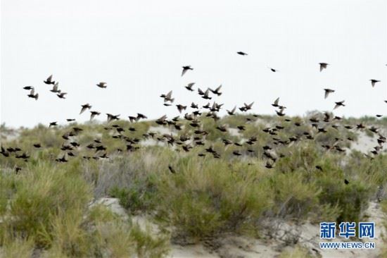 （环境）（3）新疆乌伦古湖：鸥鸟翔集