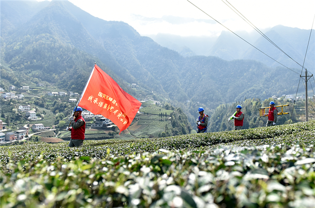 国网宜昌五峰县供电公司：动力电充足 茶产业兴旺
